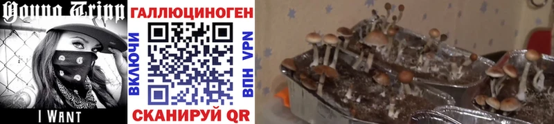 купить наркотик  Онега  Псилоцибиновые грибы Cubensis 